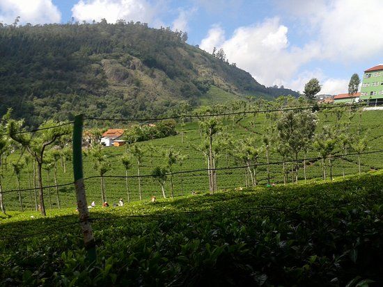 Highfield Tea Factory